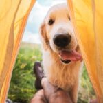 Hund beim Camping mit Hund