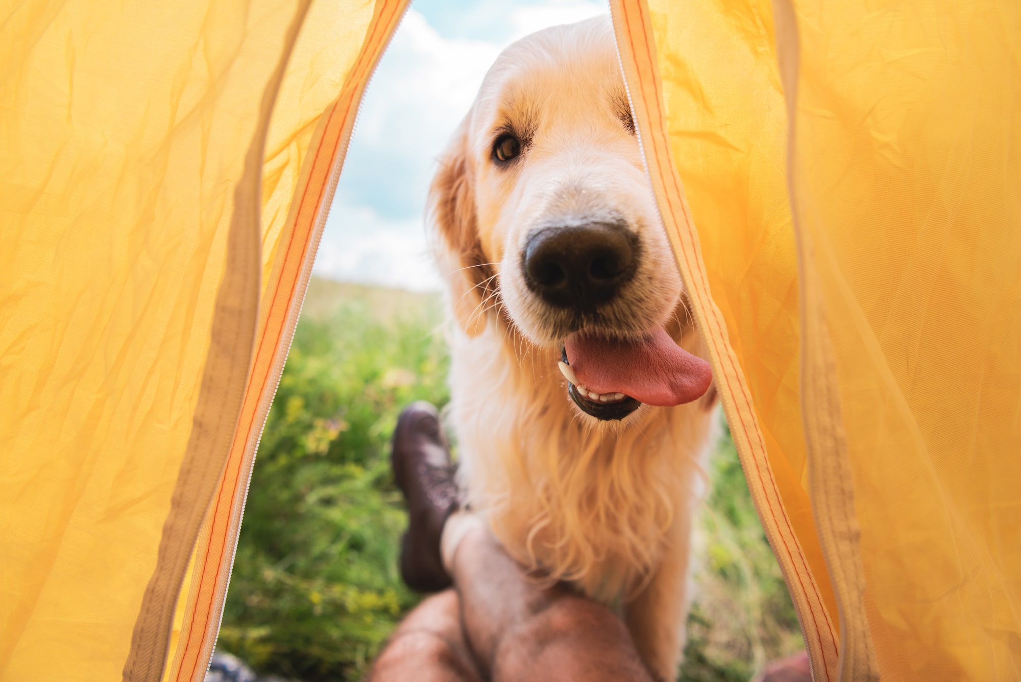 Hund beim Camping mit Hund